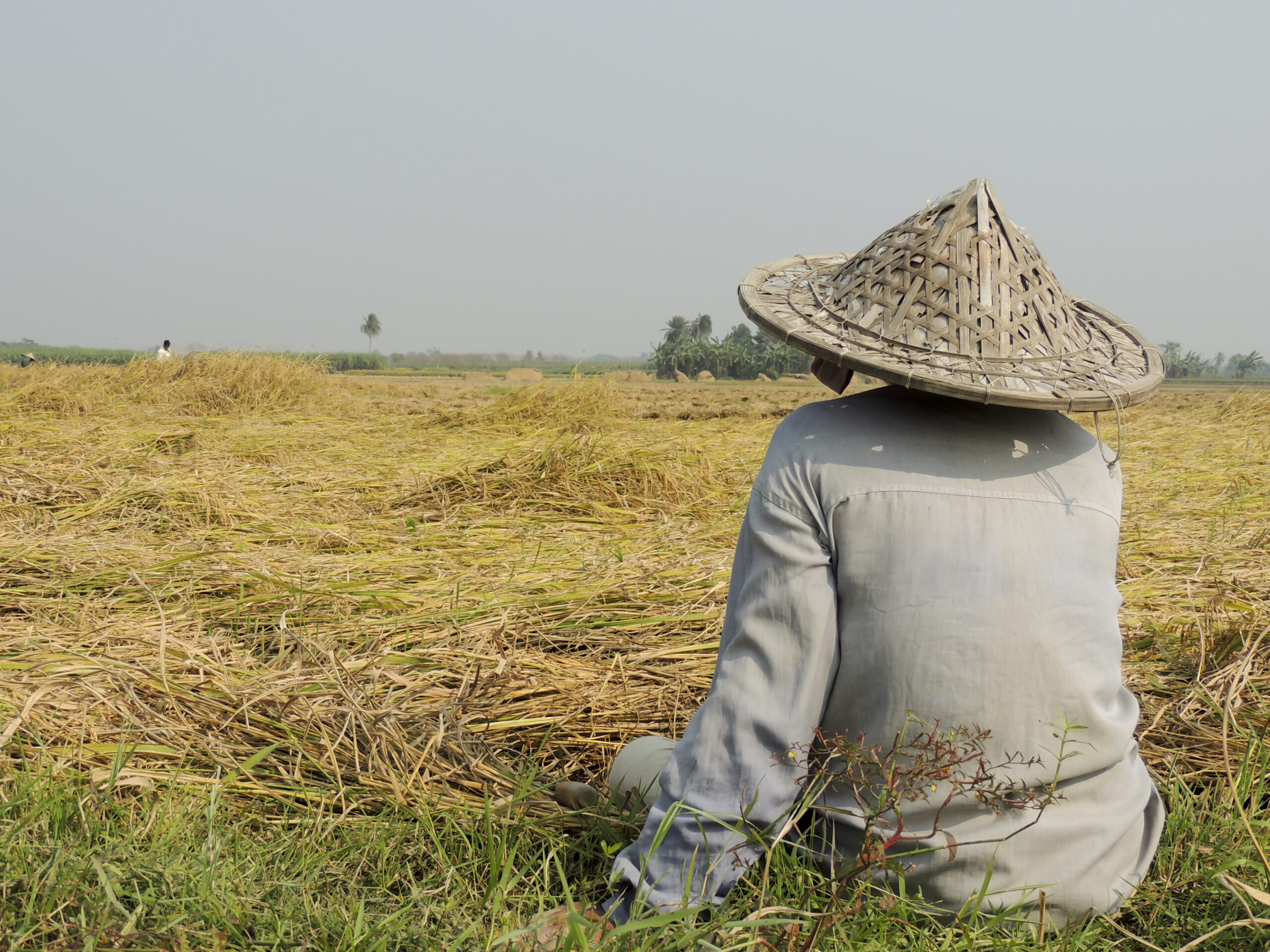 An old farmer sitting on the ground in the field with a Japanese Kasa hat, relaxing after a hard day's work